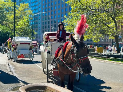 New York Seeks to Ban Horse-Drawn Carriages