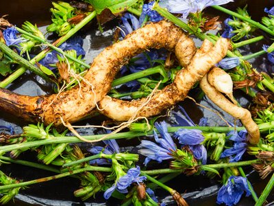Chicory: how it benefits digestion and who should consume it with caution