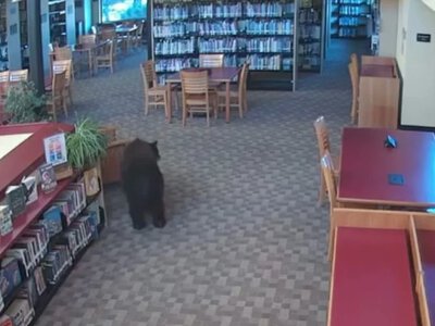 A black bear dropped by a library in the U.S.—enjoyed snacks and ate a jar of honey