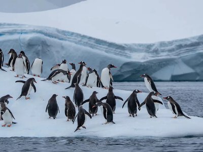 Staff sought in Antarctica to count penguins — what the job entails and how much it pays
