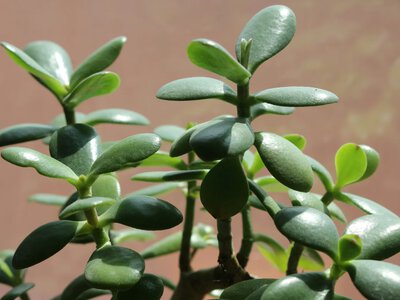 Where to place a money tree to attract prosperity: folk beliefs and care tips
