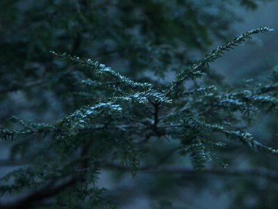 Two cold waves with the first snow are heading toward Ukraine — forecaster